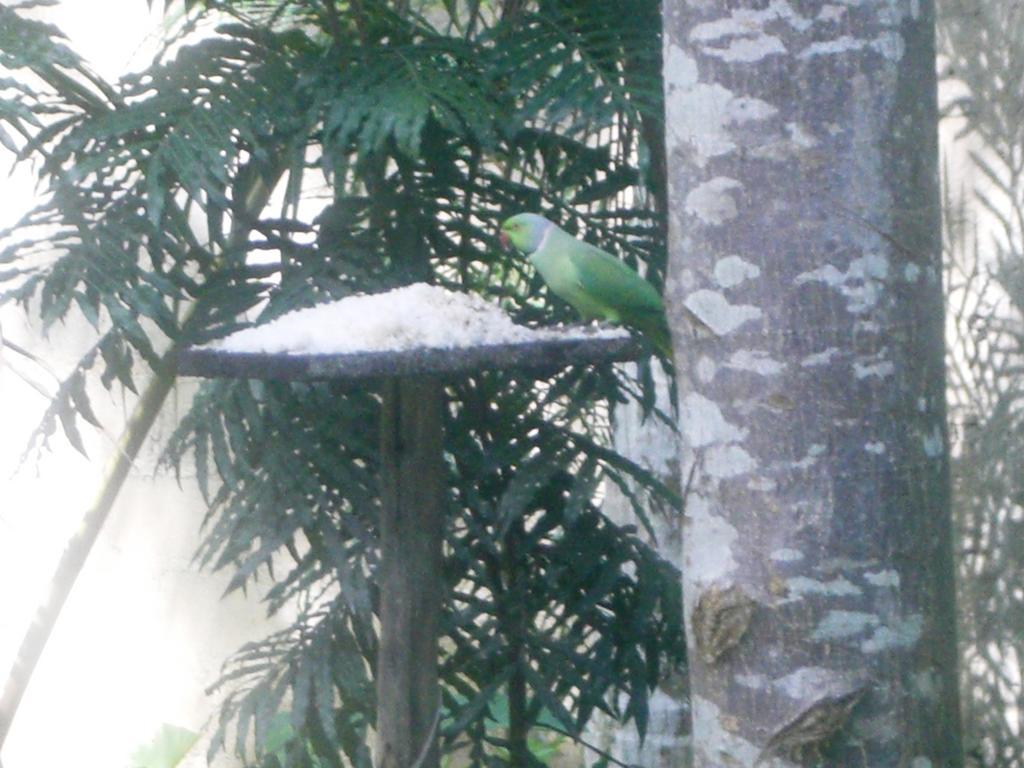 Bird Villa Galle Kamer foto